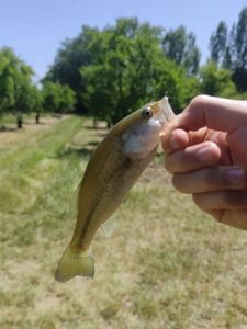 Largemouth Bass