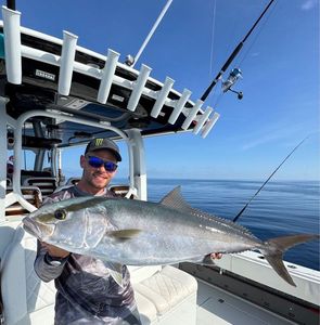 Greater Amberjack