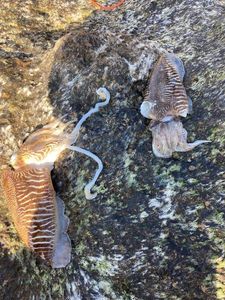 Common Cuttlefish
