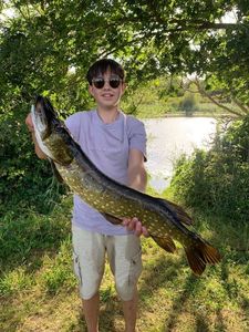 Northern Pike