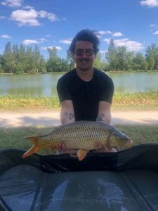 Common Carp