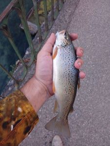 Brown Trout