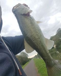 Largemouth Bass