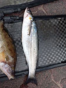 Thicklip Grey Mullet