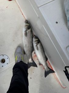 European Bass (Seabass)