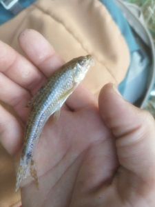 Common Minnow