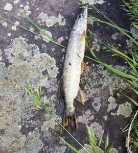 Northern Pike