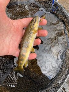 Brown Trout