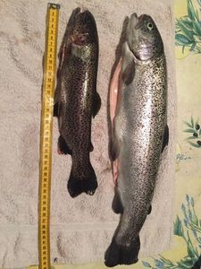 Rainbow Trout