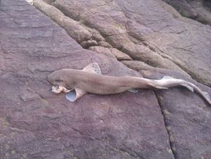 Lesser Spotted Dogfish (Small Spotted Catshark)