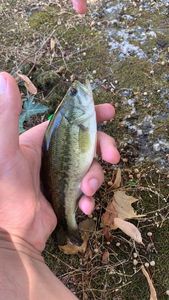 Largemouth Bass