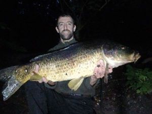 Common Carp