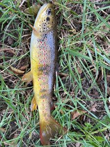 Brown Trout