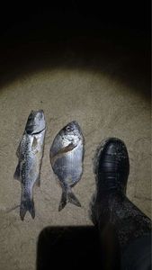 Japanese Seabass (Suzuki)