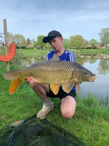 Common Carp