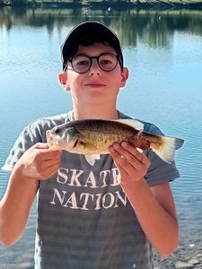 Largemouth Bass