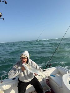 European Bass (Seabass)