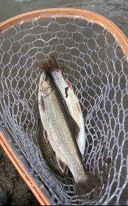 Brook Trout
