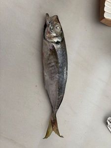 Mediterranean Horse Mackerel