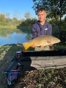 Mirror Carp
