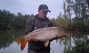Common Carp