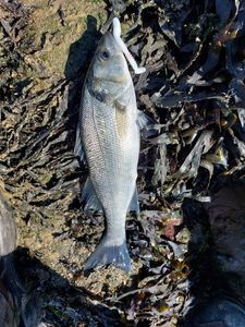 European Bass (Seabass)