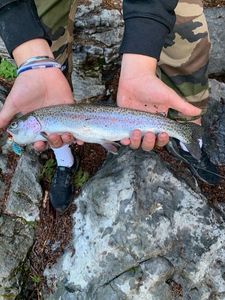 Rainbow Trout