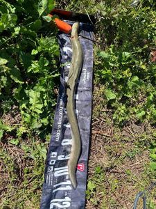 European Eel (Common Eel)