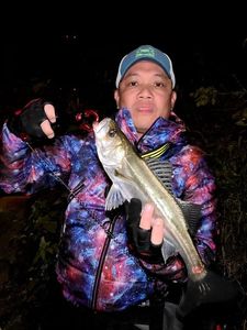 Japanese Seabass (Suzuki)