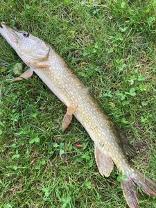 Northern Pike