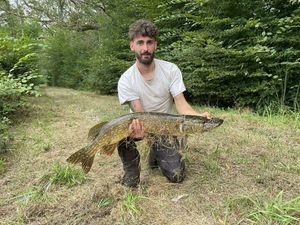 Northern Pike
