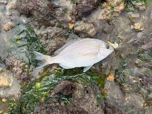 Black Seabream