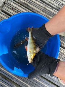 Yellow Perch