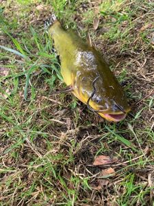 Black Bullhead
