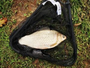 Crucian Carp
