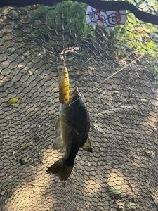 Largemouth Bass