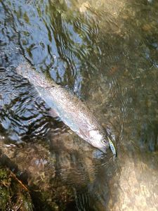 Rainbow Trout