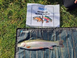 Rainbow Trout