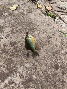Green Sunfish