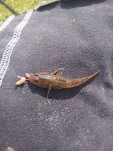 Round Goby