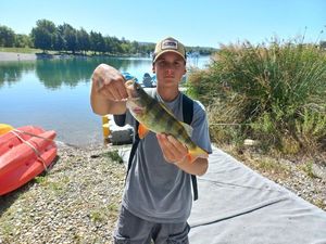 European Perch