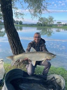 Grass Carp