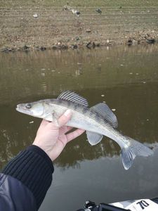 Zander
