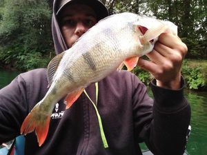 European Perch