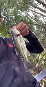 Largemouth Bass