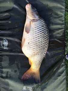 Common Carp