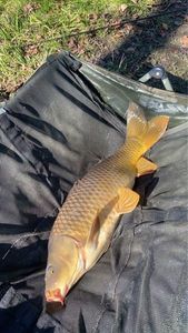Common Carp