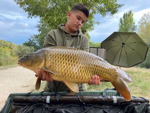 Common Carp