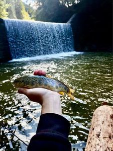 Brown Trout
