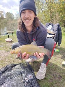 Tench